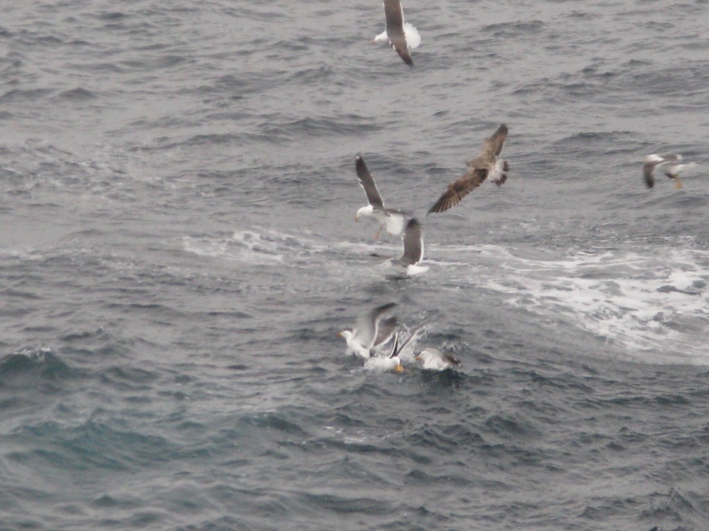 Slinging grilled cheese to seabirds 1500 miles from the coast of western France!! Pictured are 7 gulls and a seahawk. First happy customers since pulling anchor.