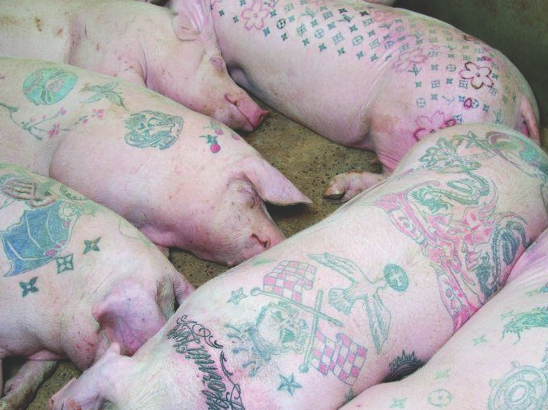 Wim Delvoye's pig farm in China. Courtesy of the Internet.