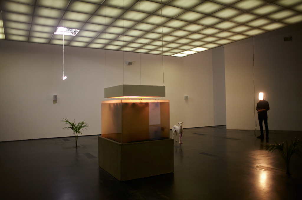 Pierre Huyghe, installation view at LACMA, 2015. Photo courtesy of Ola Rindal.
