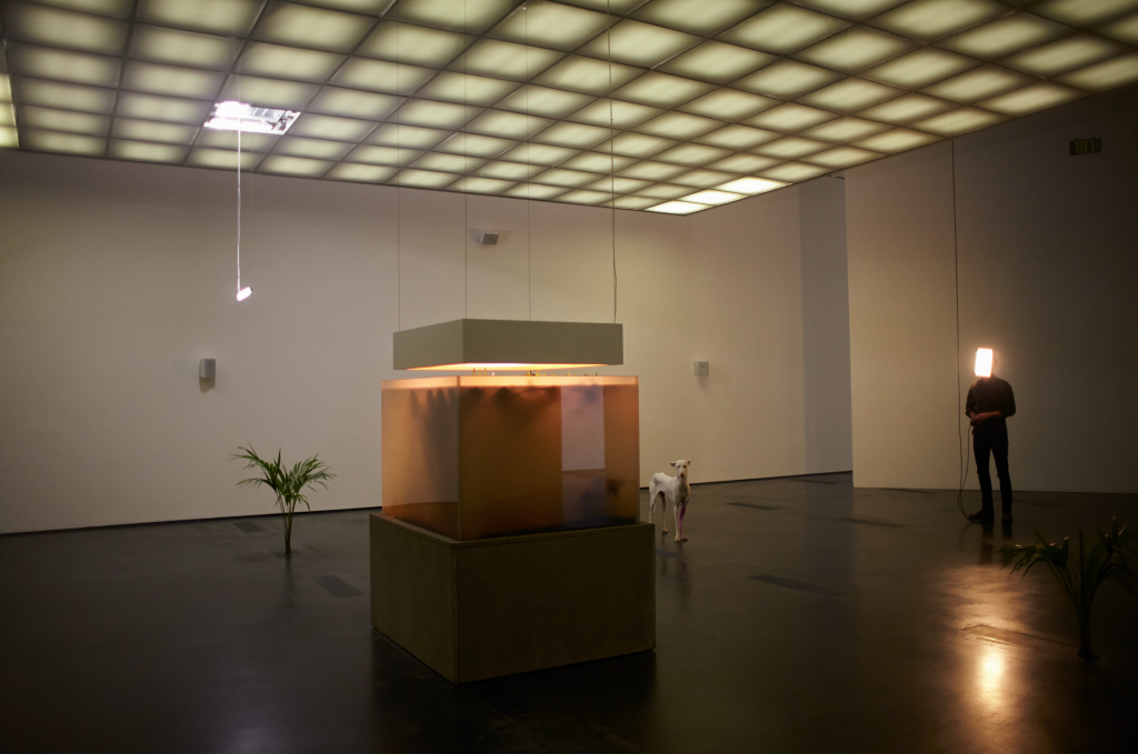 Pierre Huyghe, installation view at LACMA, 2015. Photo courtesy of Ola Rindal. 