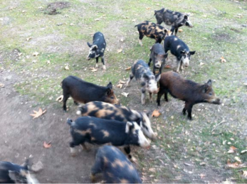 Sounder of wild pigs at Las Viboras, 2014. Courtesy of the artist and the Sparling Family.