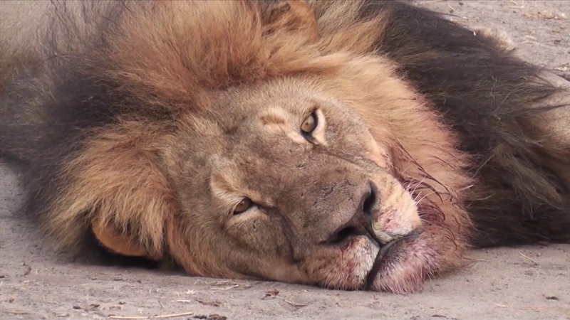 cecil-the-lion21