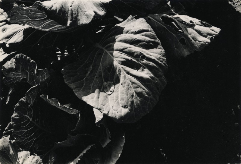 Jay DeFeo. "Untitled," 1972. Gelatin silver print. 4 3/8 x 6 1/2 inches, 14 3/4 x 15 3/4 inches framed. Courtesy of Hosfelt Gallery