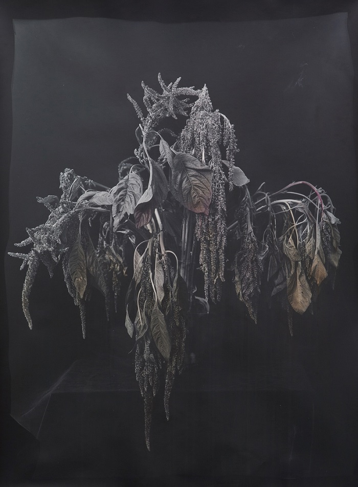 Amaranth, 2016. Silver gelatin print colored with amaranth, 30 x 40 inches. Edition of 3 + 2AP. Courtesy of Gallery Wendi Norris.